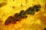 Detailed Fossil Fly (Diptera) & Thuja Twig in Baltic Amber #139042-1